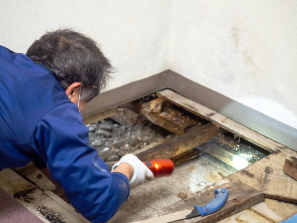 Best Attic Mold Remediation in Meadowdale, WA