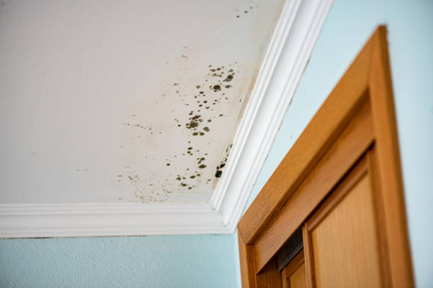 Best Residential Mold Remediation in Meadowdale, WA