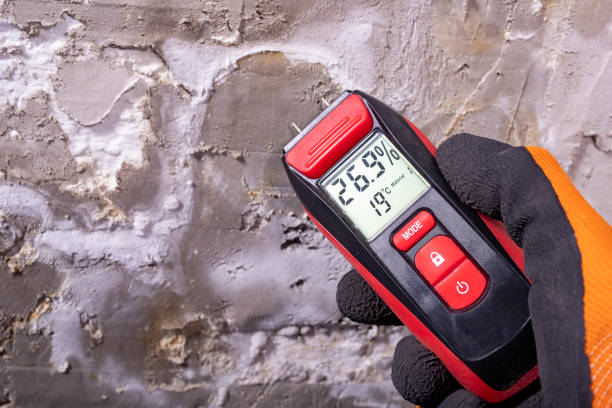 Best Kitchen Mold Remediation in Meadowdale, WA