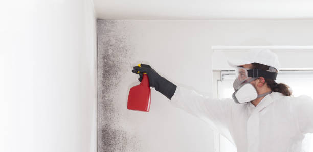 Best White Mold Remediation in Meadowdale, WA
